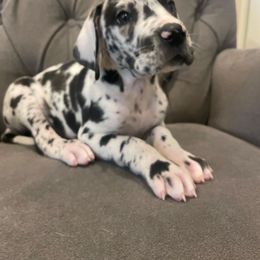 Great Dane Puppies from Oak Bend Danes
