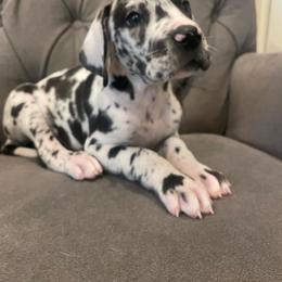 Great Dane Puppies from Oak Bend Danes