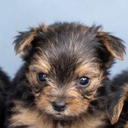Milo - Black and gold male Yorkshire Terrier puppy in Flowood, Mississippi from Maltese Dollhouse