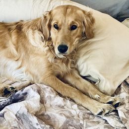 Golden Retriever All Grown Up from Jesse Hinckley's Golden Retrievers