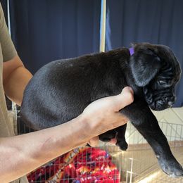Cane Corso Puppies from Corso Dynasty