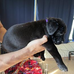 Cane Corso Puppies from Corso Dynasty