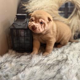 Darcy - Red sable female Chinese Shar-Pei puppy in Lehigh Acres, Florida from Florida Wrinkles