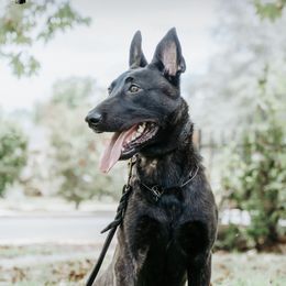 Xena - Dutch Shepherd