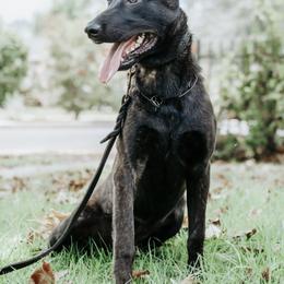 Xena - Dutch Shepherd