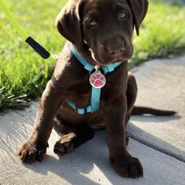 Labrador Retriever Puppies from North Star Retrievers