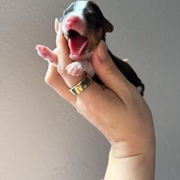 Telemachus - Tri-color male Cavalier King Charles Spaniel puppy in Spring Hill, Florida from Parisian Puppies