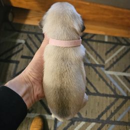 Pink collar - Fawn female Pug puppy in Canterbury, Connecticut from Pug Palace Kennel