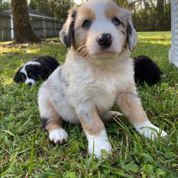 Miniature Australian Shepherd Puppies from Duncan’s Miniature Australian Shepherds