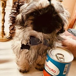 Shih Tzu Puppies from CID Love