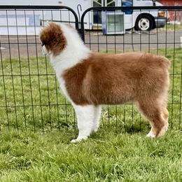 Merlot - Red tri-color Australian Shepherd puppy in Washington from White House Australian Shepherds