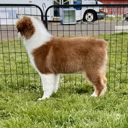 Merlot - Red tri-color Australian Shepherd puppy in Washington from White House Australian Shepherds