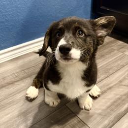 Dove - Black and white female American Corgi puppy in Temple, Texas from Silver Moon Cardigan Corgis