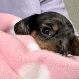 Dottie - Dapple female Dachshund puppy in Skiatook, Oklahoma from Little Weiner Ranch