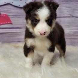 Border Collie Puppies from Borderline Kennels