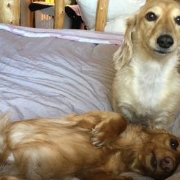 Dachshunds from Wieners are Wonderful