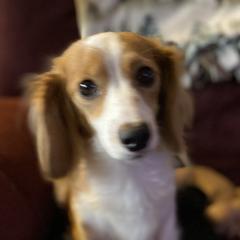 Cookie - Dachshund
