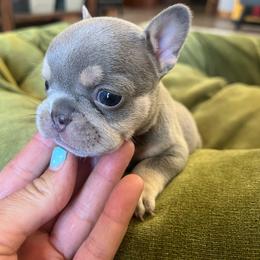 Bashful - Blue fawn female French Bulldog puppy in Rathdrum, Idaho from Smart Pomskies and Frenchies