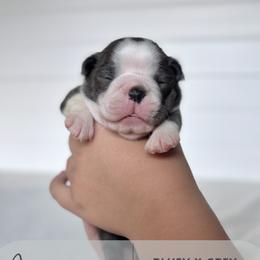 Jigglypuff - Blue female Boston Terrier puppy in West Jefferson, Ohio from Kline Kennels