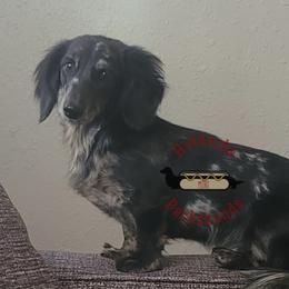 Luna - Dachshund