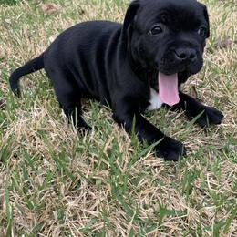 Staffordshire Bull Terrier Puppies from WEAT Pack