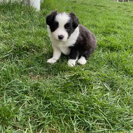 Border Collie Puppies from Mondenkind Kennels
