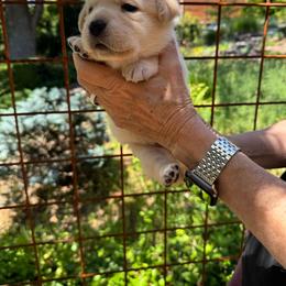 Marigold - Yellow female Labrador Retriever puppy in Auburn, California from Gold Country Chihuahuas