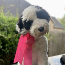 Stella - Australian Labradoodle