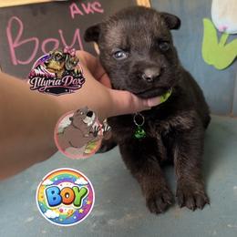 Gopher - Sable male German Shepherd puppy in Livingston, Kentucky from Illyria Dox & GSD