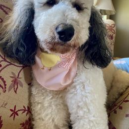 Rein - Goldendoodle