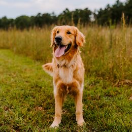 Golden Retrievers from Golden Dreams
