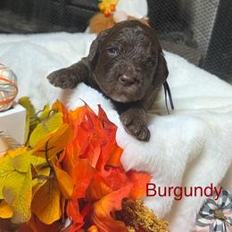 Burgundy collar - Chocolate female Goldendoodle puppy in Sanderson, Florida from Serenity Goldendoodles