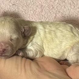 Penny - Cream female Maltipoo puppy in Alexander, Arkansas from Durham's Designer Poos