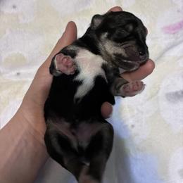 Charlie - Black and silver male Miniature Schnauzer puppy in Hedgesville, West Virginia from Clay Hill Kennels
