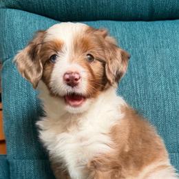 Mira (red) - Red merle female Aussiedoodle puppy in Watertown, Wisconsin from Little Bear Paws Aussiedoodles
