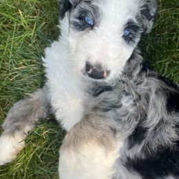 Bernedoodle Puppies from Lovey Dovey Bernedoodles