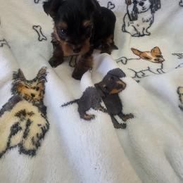 Alvin - Blue and gold male Yorkshire Terrier puppy in Perry, Florida from Lanes-Scraps