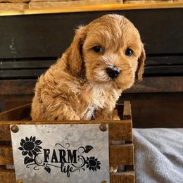 Vano - Golden male Cockapoo puppy in Connersville, Indiana from MoonShine Babies