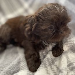 Shih Tzu Puppies from Sweet on Tzu