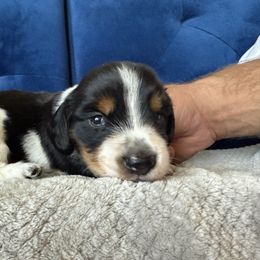 Boy 1 - Piebald male Dachshund puppy in Phoenix, Arizona from Jennifer's Guardian Doxies