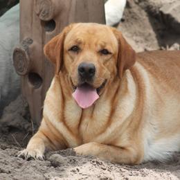 Honeybun - Yellow female Labrador Retriever puppy in Morriston, Florida from Penny Lane Labradors