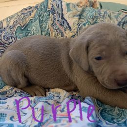 Weimaraner Puppies from Golden Hill’s Weimaraner’s
