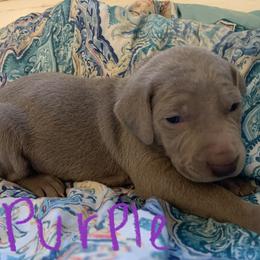 Weimaraner Puppies from Golden Hill’s Weimaraner’s