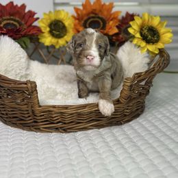 Frosty - Merle male Bernedoodle puppy in Lehigh Acres, Florida from Little Golden Farm