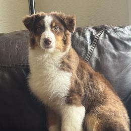 Thumper - Red tri-color female Australian Shepherd puppy in Chehalis, Washington from Wandering Acres Ranch