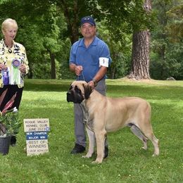 Cash - Mastiff