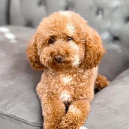 Belly - Poodle