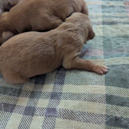 Broccoli (male 2) - Dark golden male Golden Retriever puppy in Wendell, Minnesota from Floden Farm Golden Retrievers