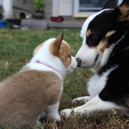 Pembroke Welsh Corgi Puppies from Fire Sweep Ranch