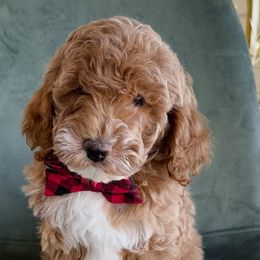 Mr Mustache Boy - Red  male Goldendoodle puppy in Mayfield, Utah from Ruff Country Doodles